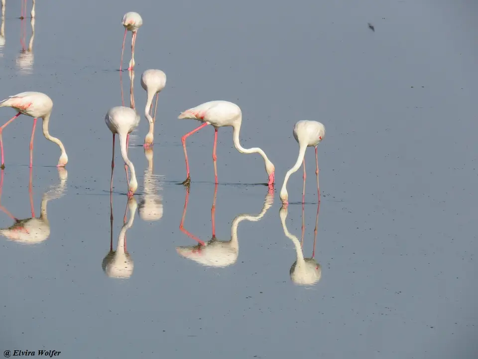 GreaterFlamingo1.jpg