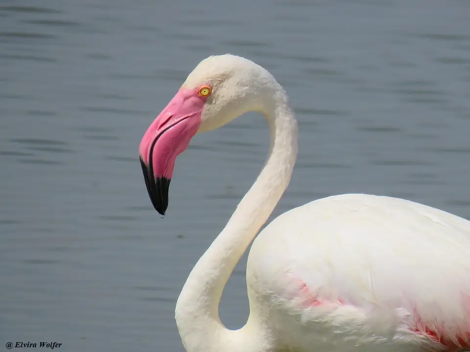 GreaterFlamingo2.jpg