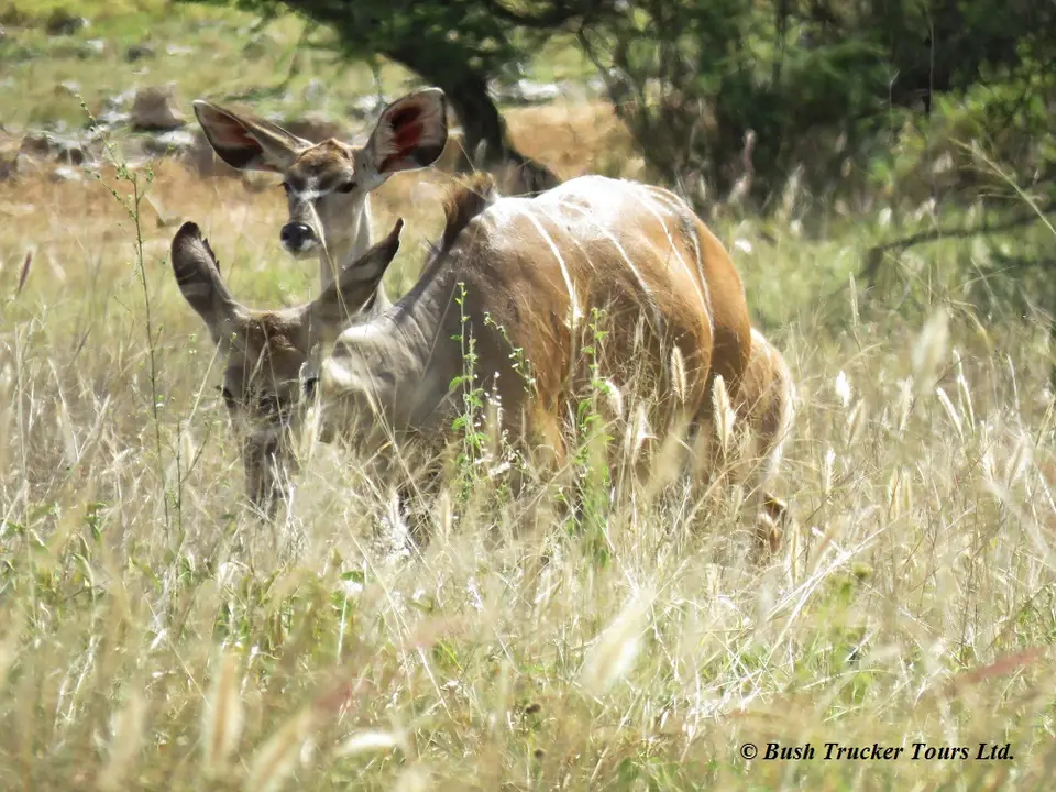 GreaterKudu.jpg