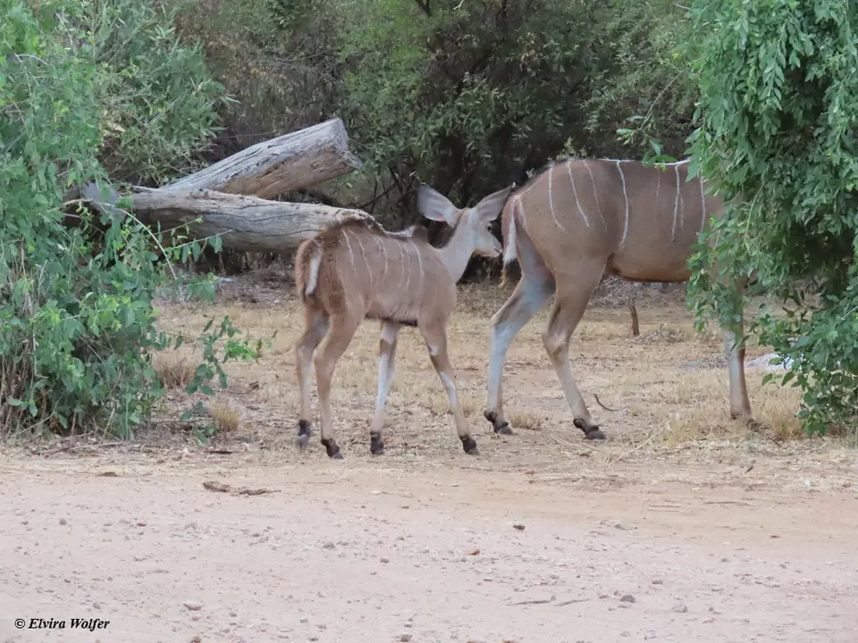 GreaterKudu1-2.jpg