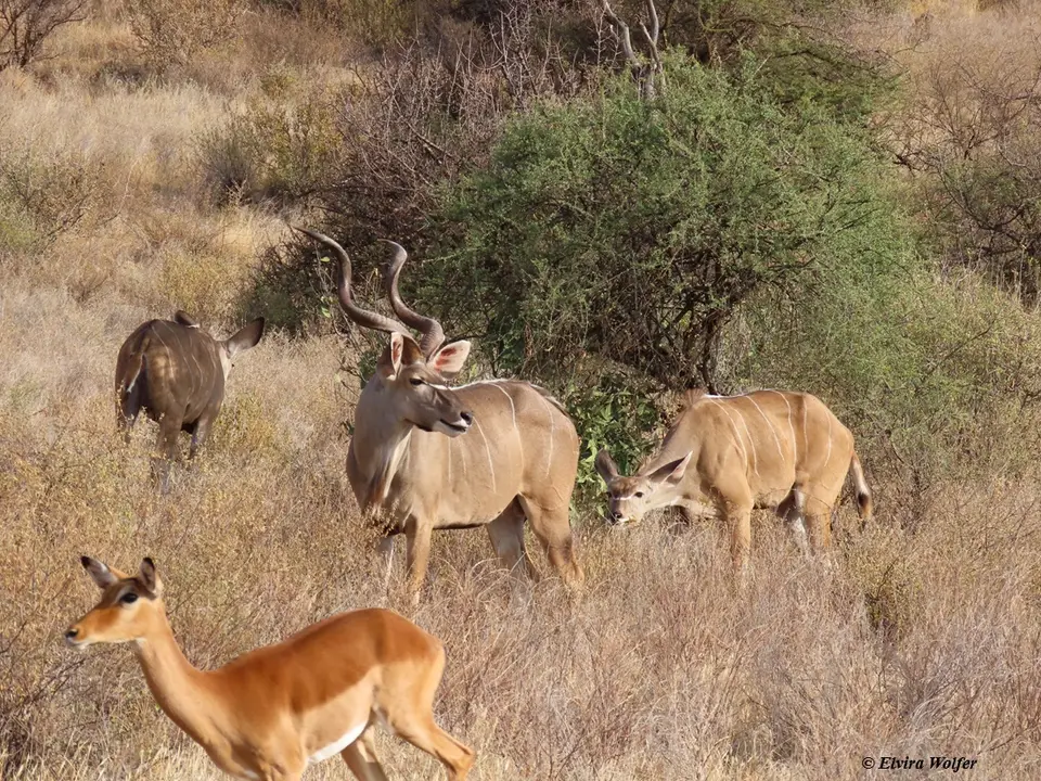 GreaterKudu2.jpg