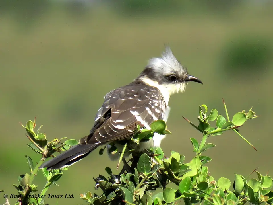 GreatspottedCuckoo.jpg