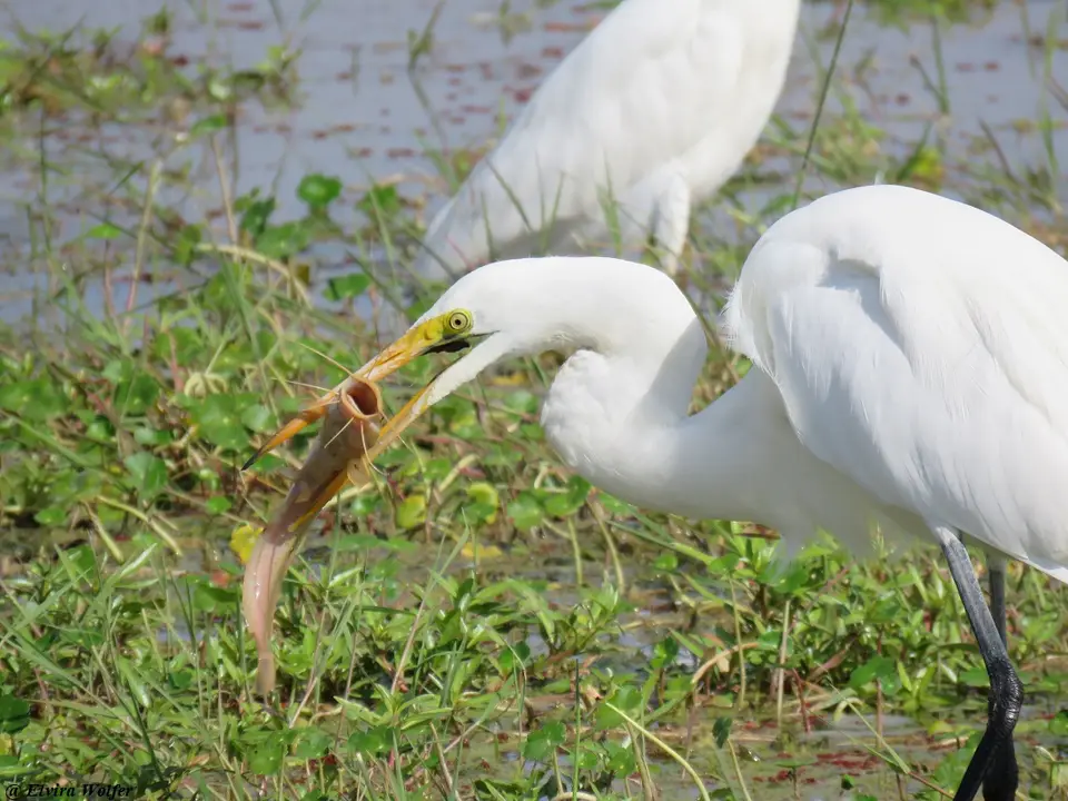 GreatwhiteEgretfish3.jpg