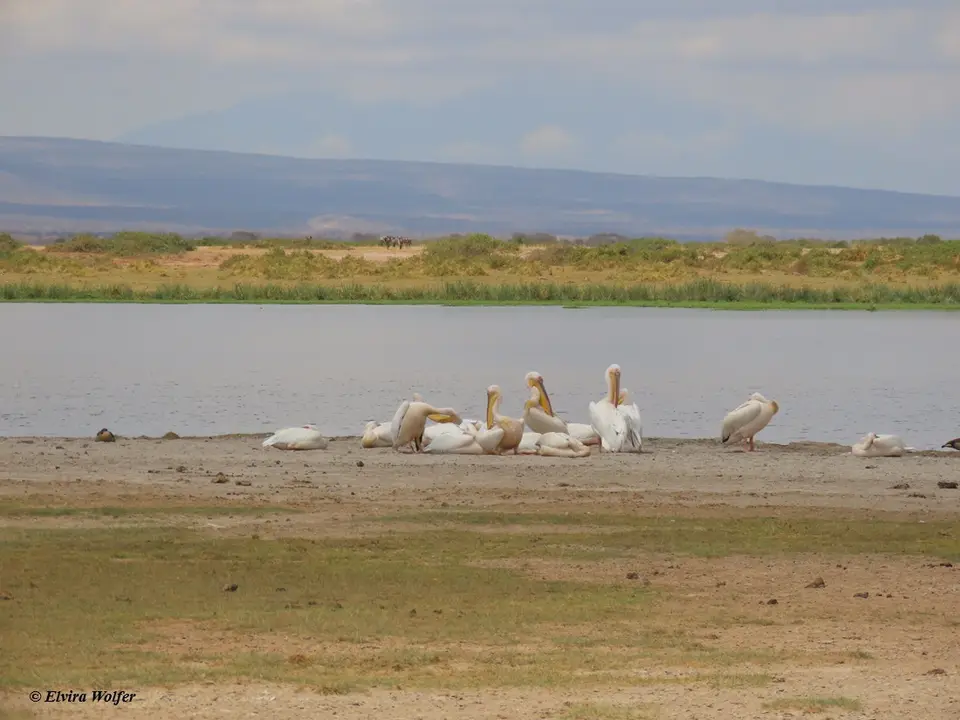 GreatwhitePelicans1.jpg
