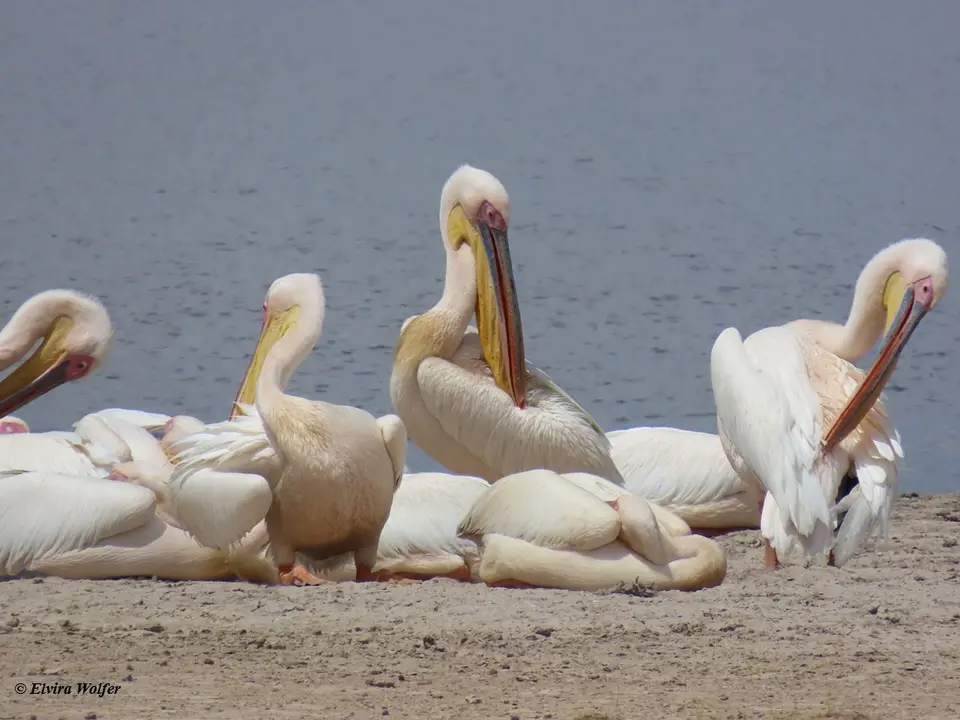 GreatwhitePelicans2.jpg