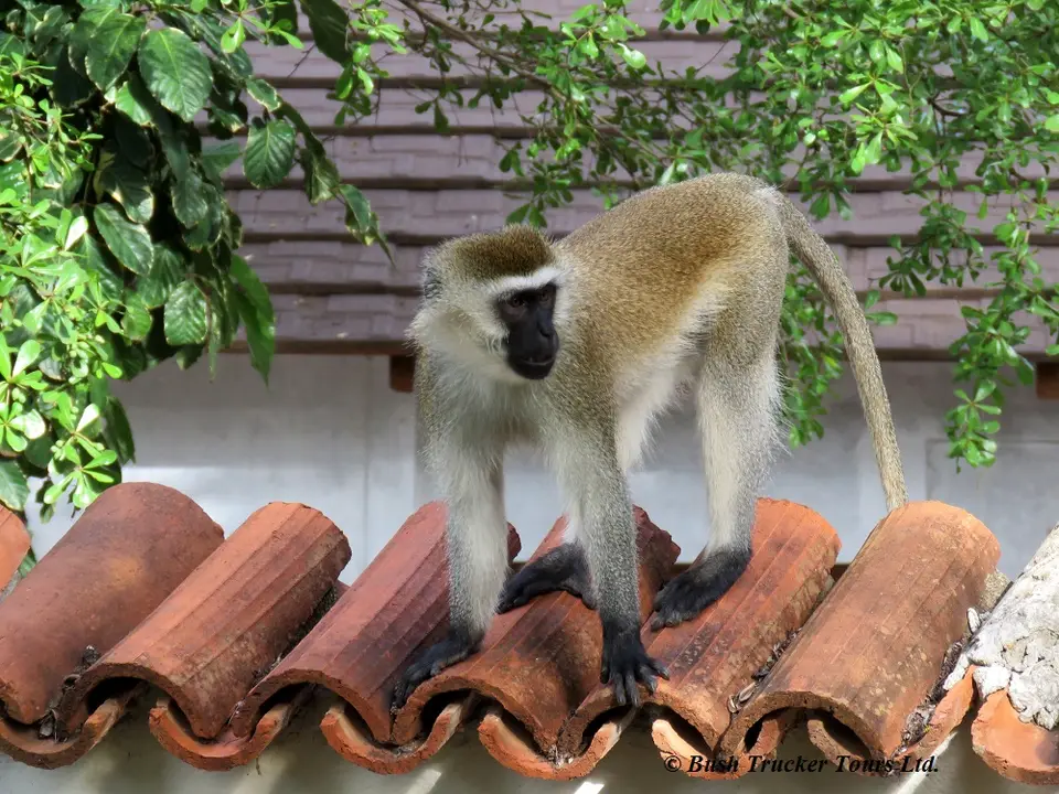 GreenMonkeyHuntersLodge.jpg