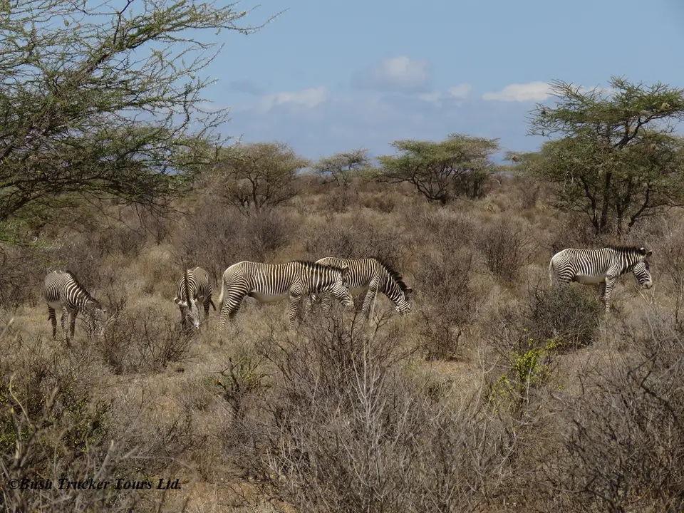 Grevy1.jpg