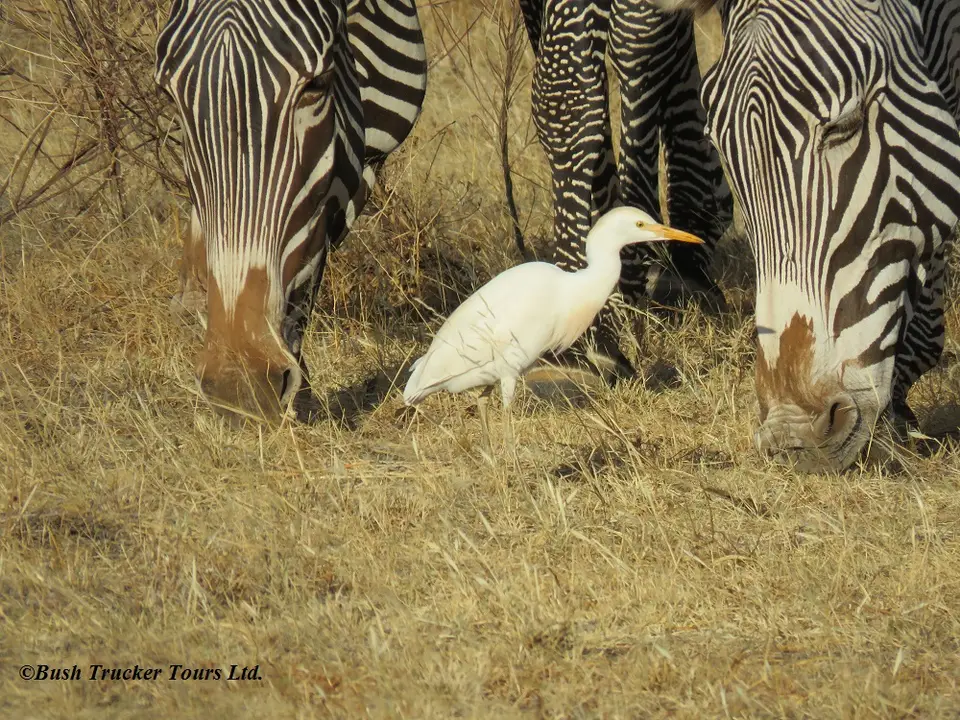 Grevy3.jpg