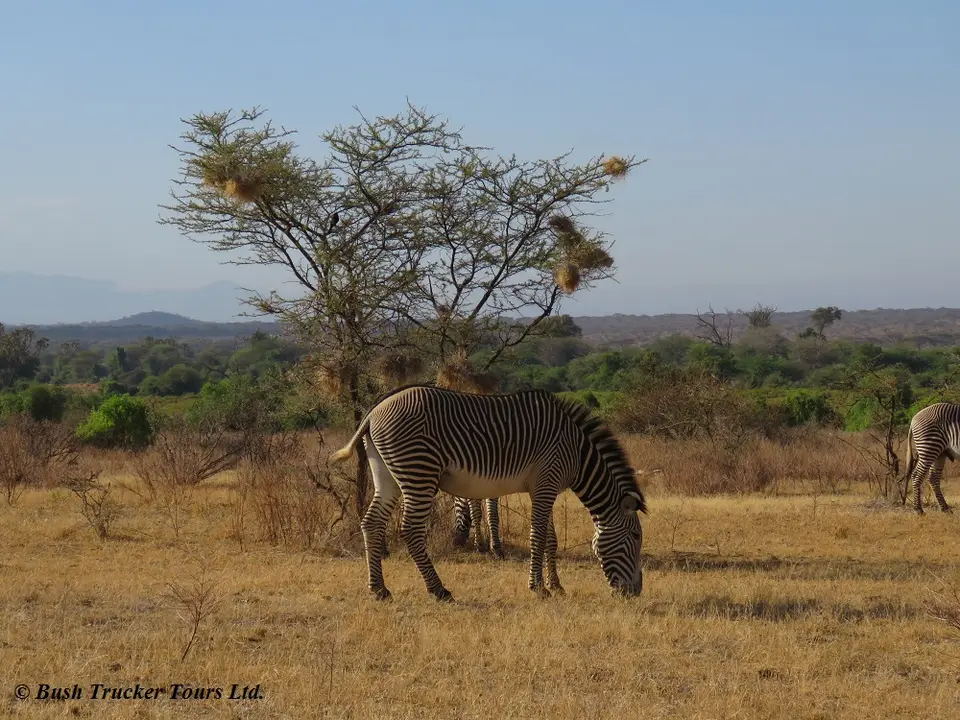 Grevy4.jpg