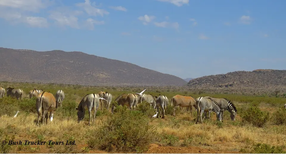 Grevy6.jpg