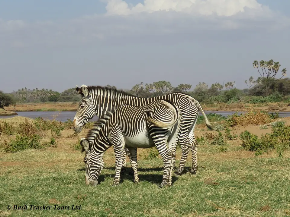 Grevy9.jpg