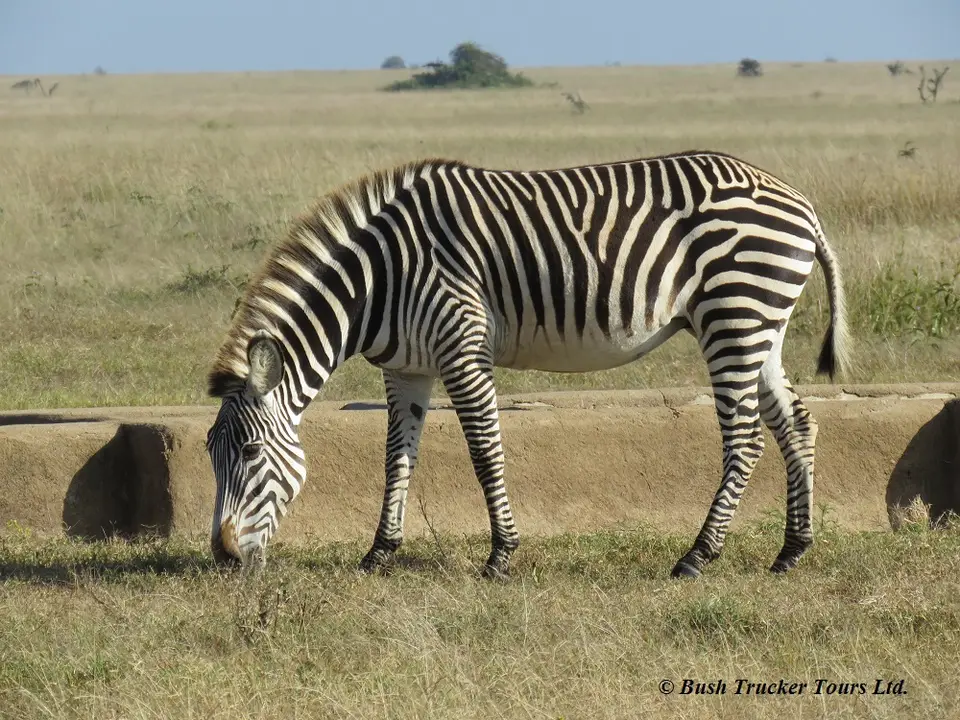 GrevyPlainZebra.jpg