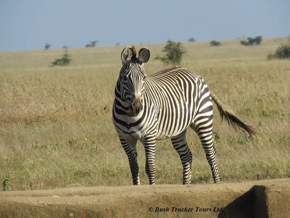 GrevyPlainZebra2.jpg