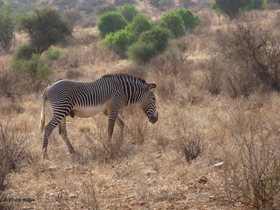 GrevyZebra1-2-3.jpg