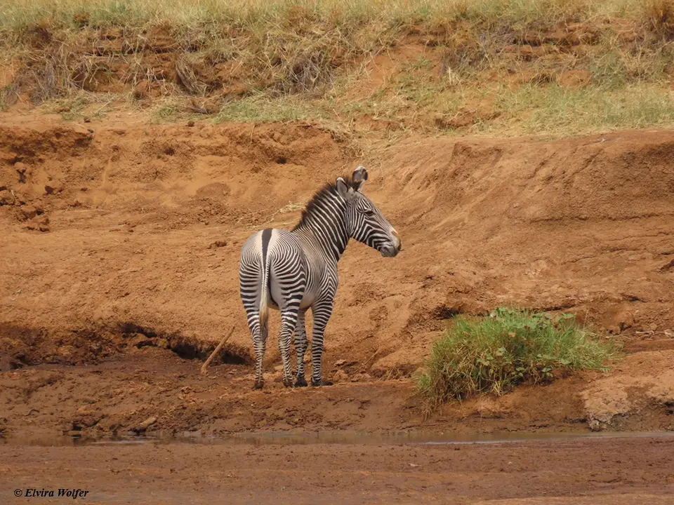 GrevyZebra1-2.jpg