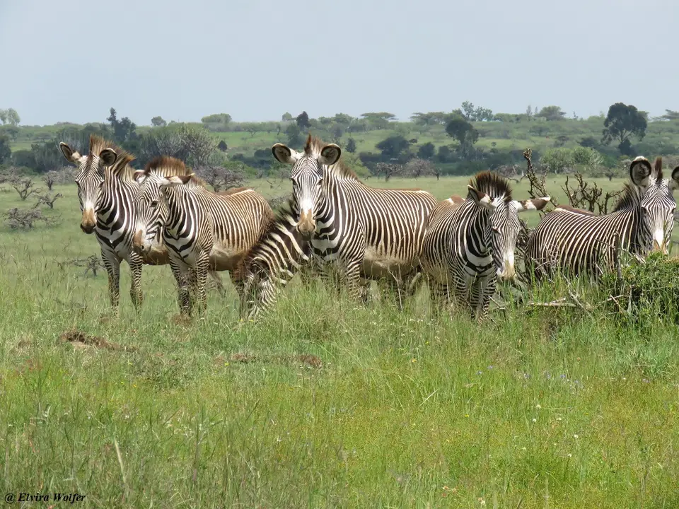 GrevyZebra1.jpg