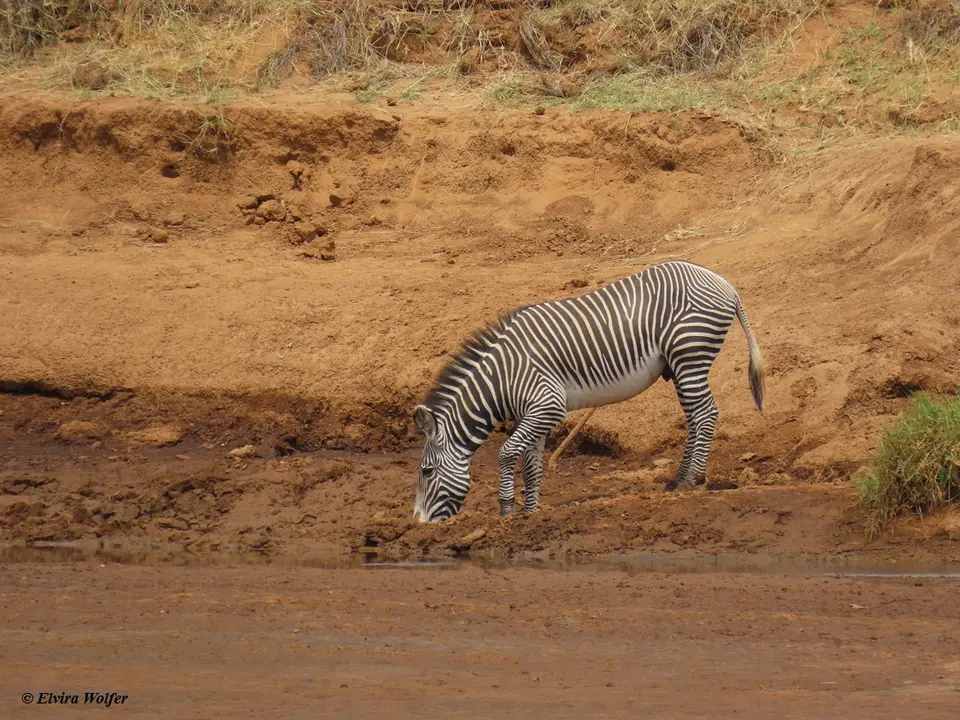 GrevyZebra2.jpg