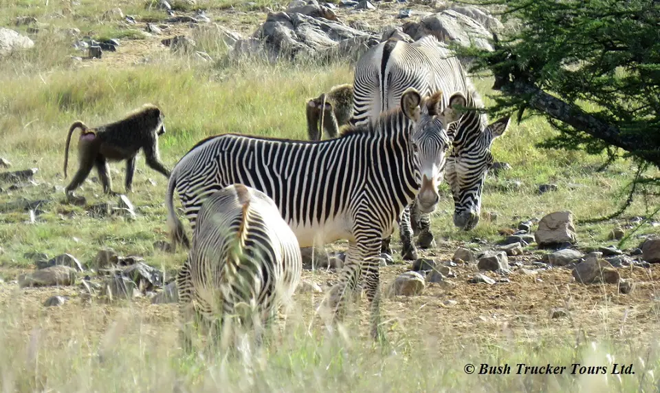 GrevyZebras.jpg