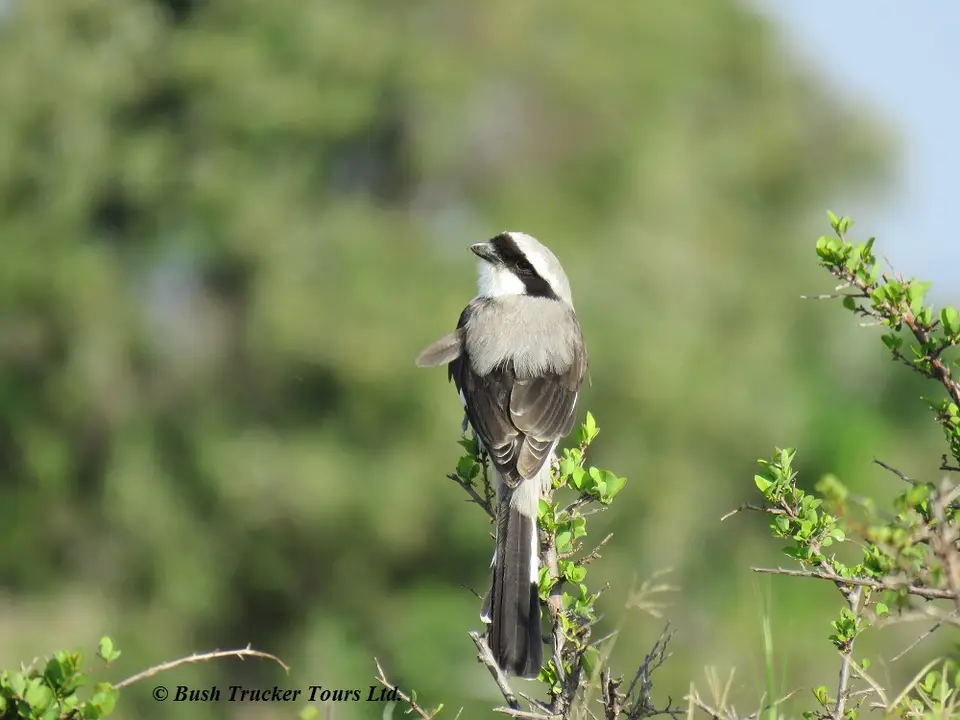 Grey-backedShrike.jpg