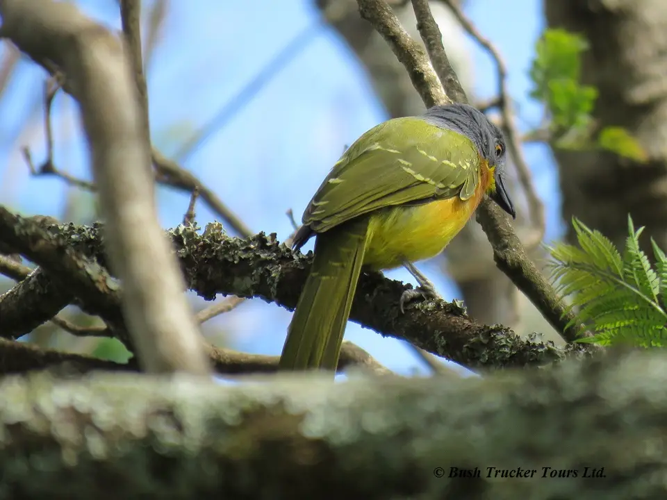 Grey-headedBush-shrike.jpg
