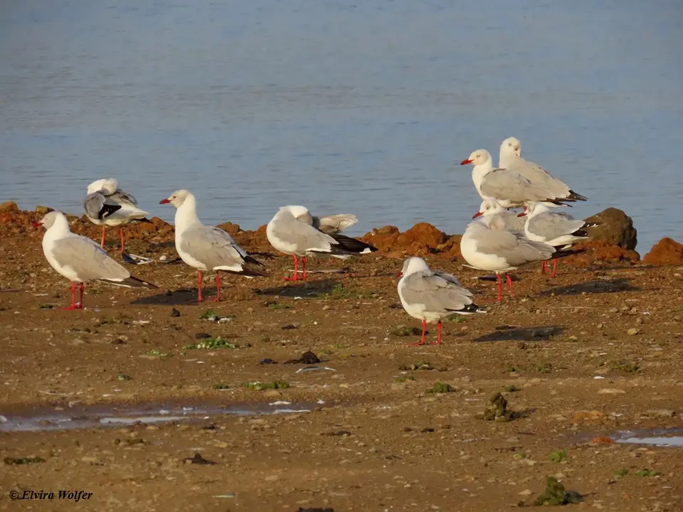 Grey-headedGull-2.jpg