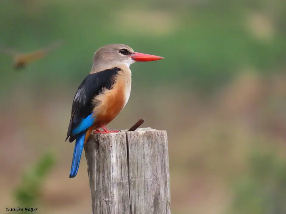 Grey-headedKingfisher-2.jpg