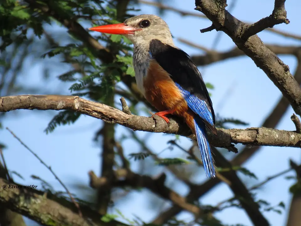 Grey-headedKingfisher.jpg