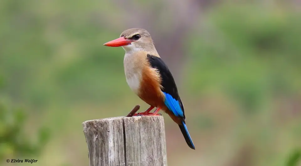 Grey-headedKingfisher2.jpg