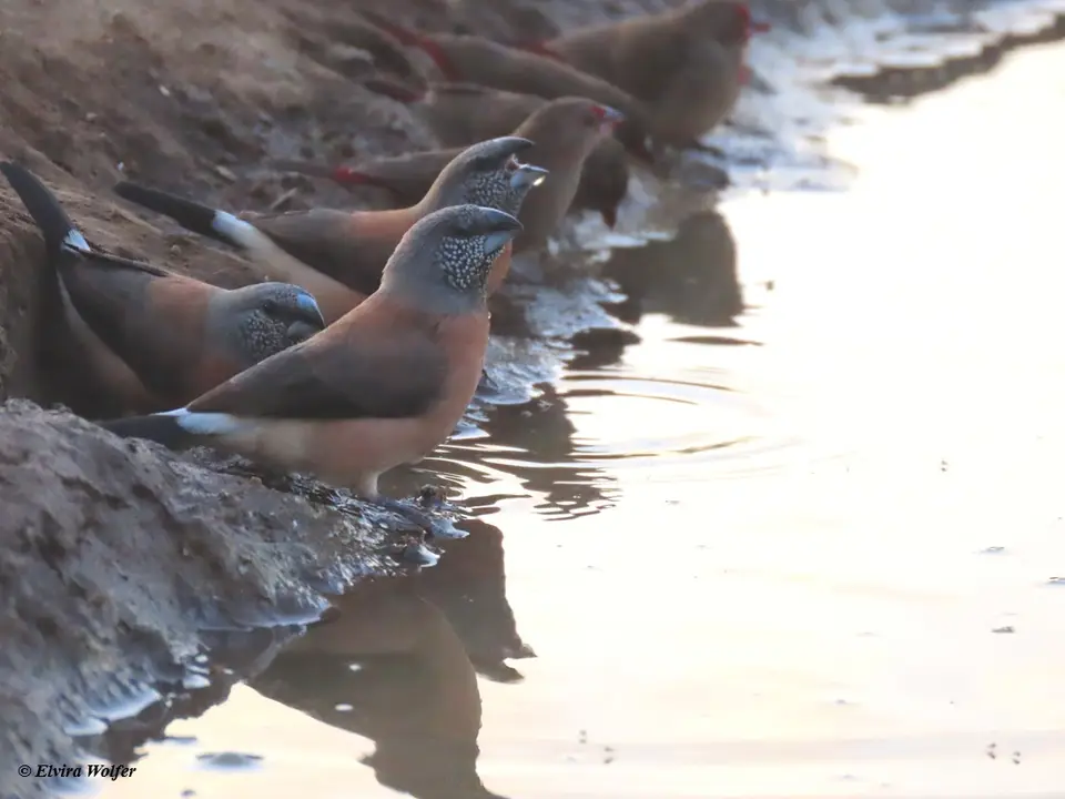 Grey-headedSilverbill.jpg