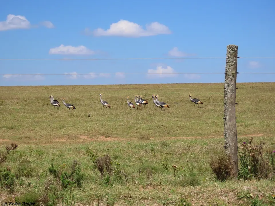 GreyCrownedCrane1.jpg