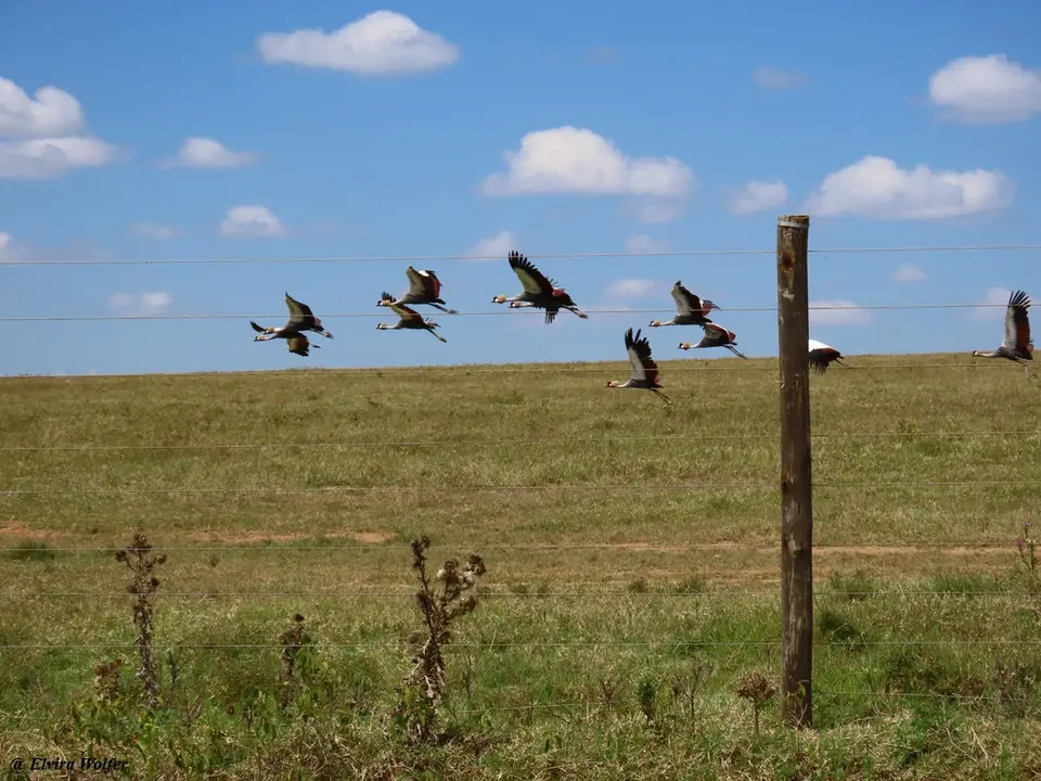 GreyCrownedCrane2.jpg