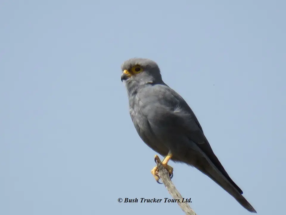 GreyFalcon.jpg