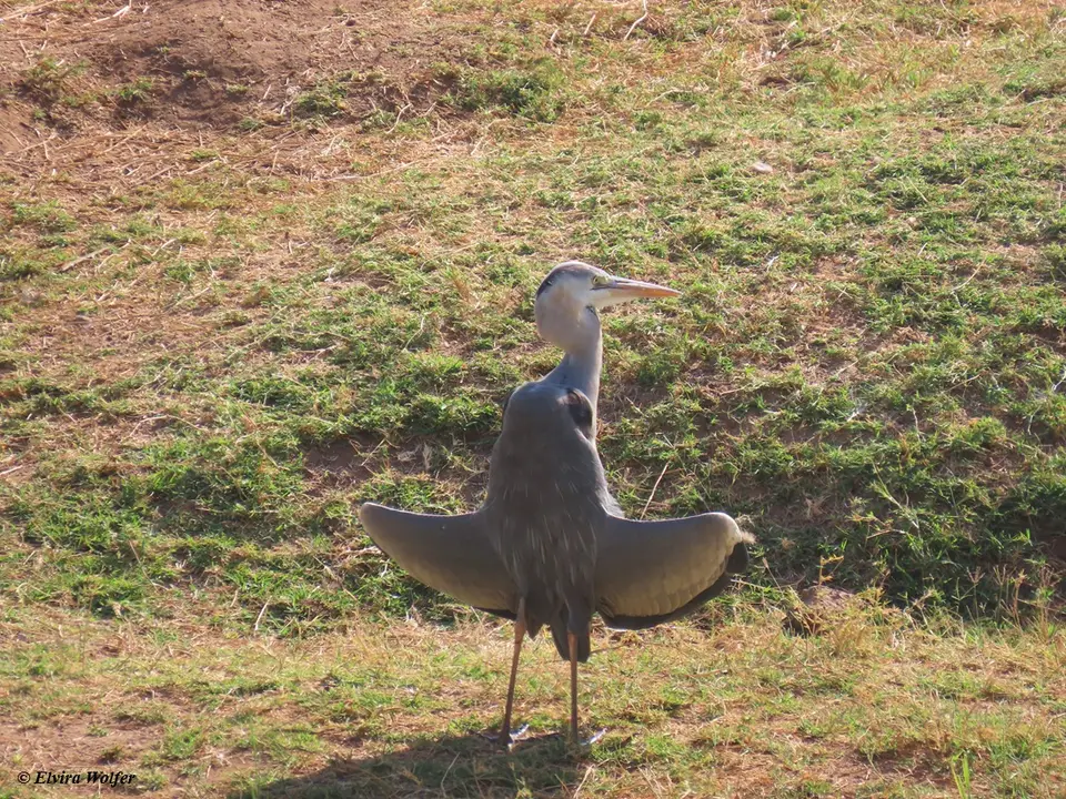 GreyHeron.jpg