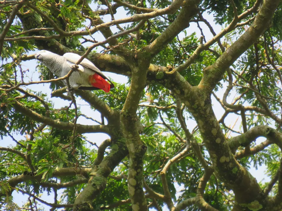 GreyParrot1.jpg