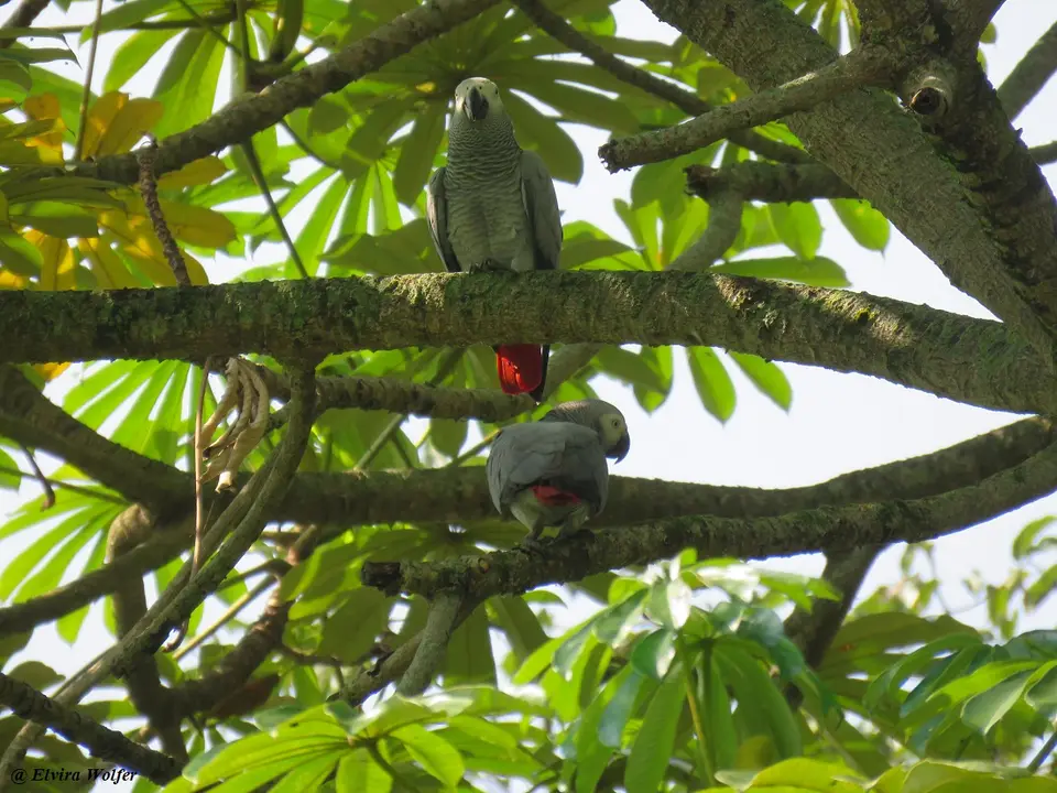GreyParrot2.jpg