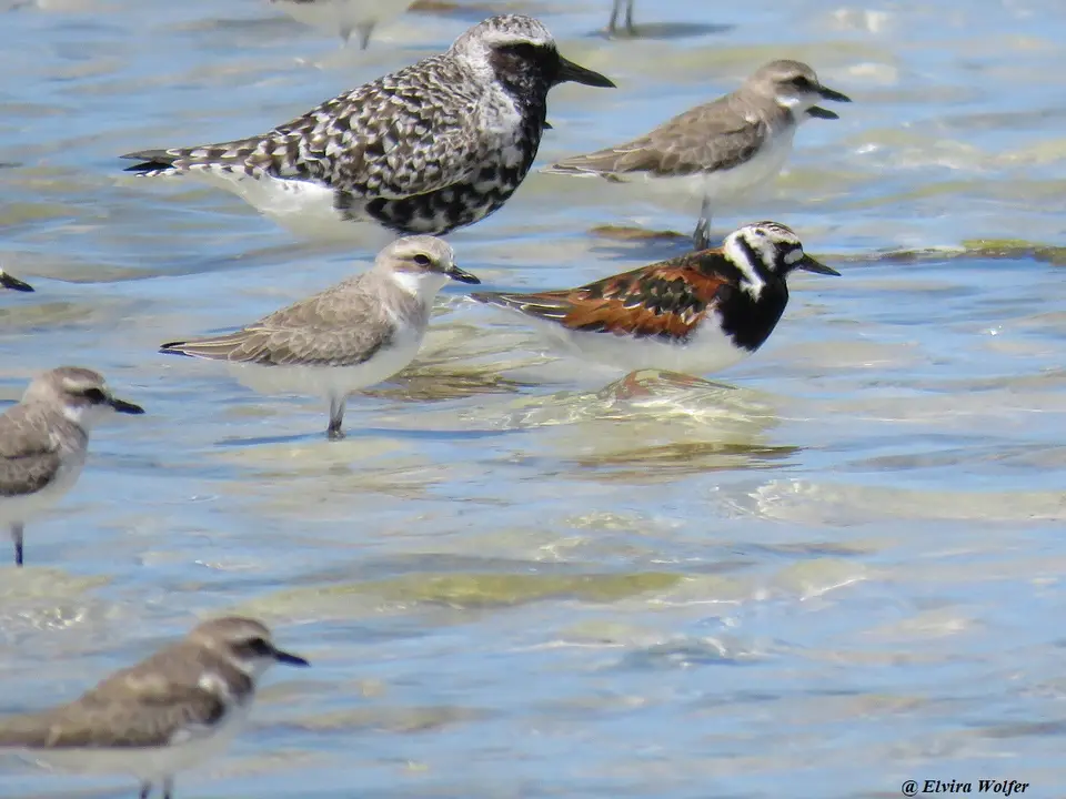 GreyPlover,RuddyTurnstone,MongolianSandpiper.jpg