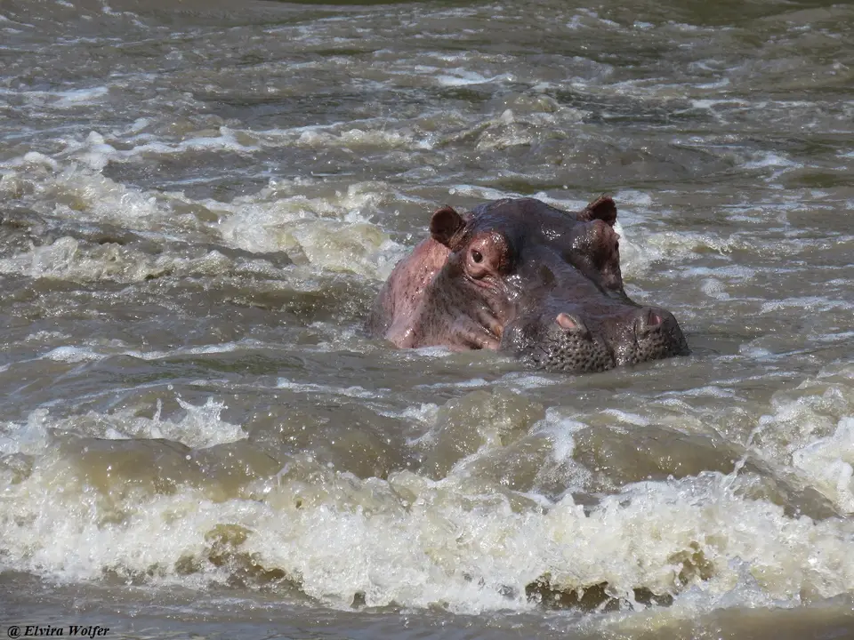 GrumetiRiver6Hippo.jpg