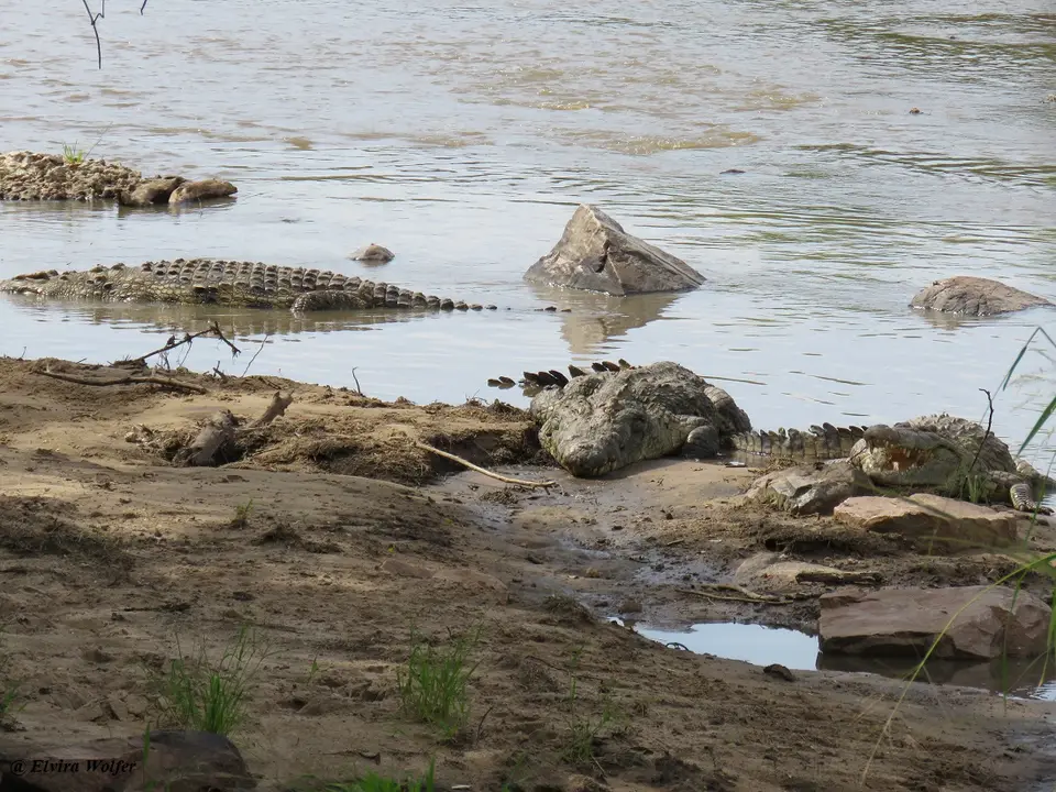 GrumetiRiver7Hippo.jpg