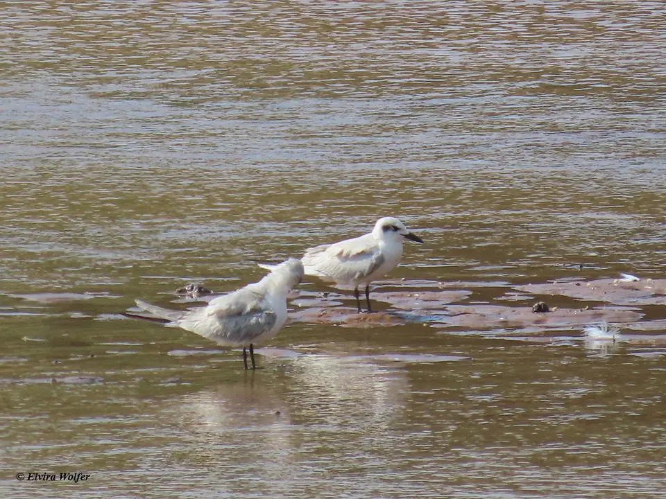 Gull-billedTern-2.jpg