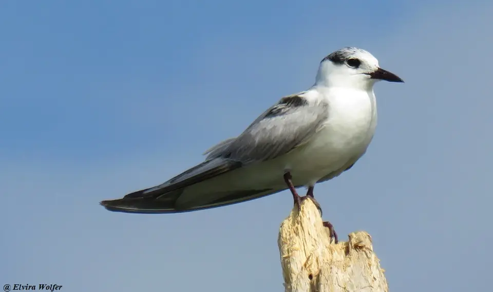 Gull-billedTern.jpg