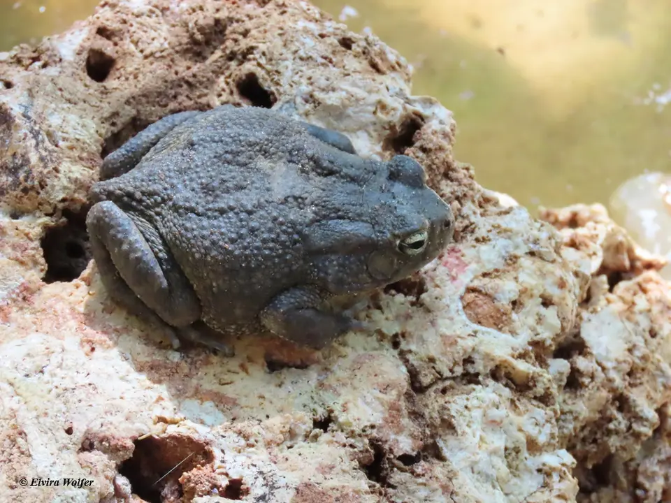 GutturalToad.jpg