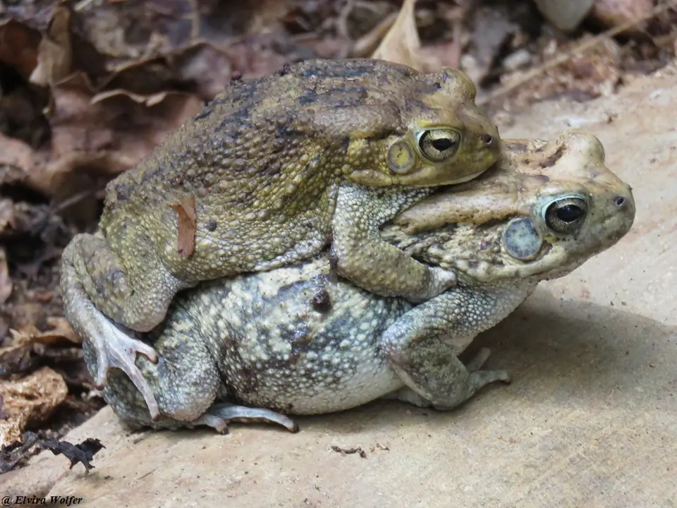 GutturalToadmating2.jpg