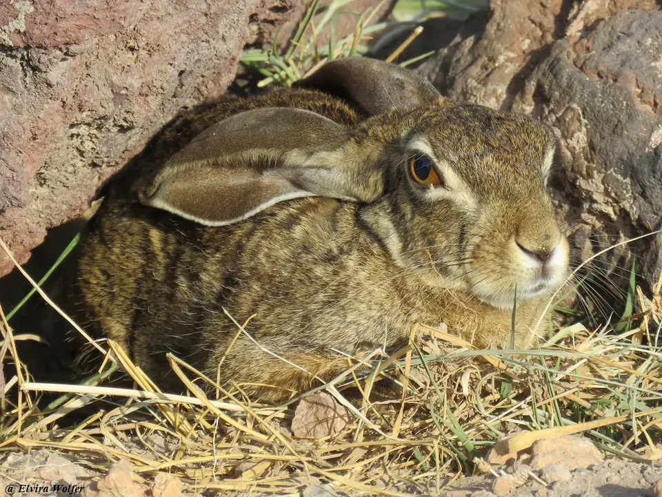 Hare.jpg