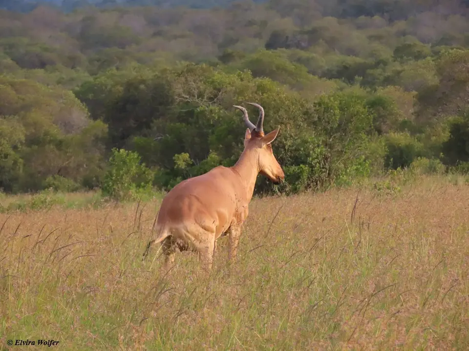 Hartebeest.jpg