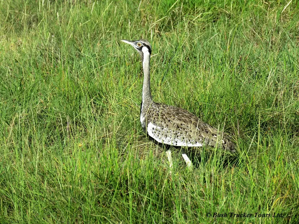 Hartlaub'sBustard.jpg