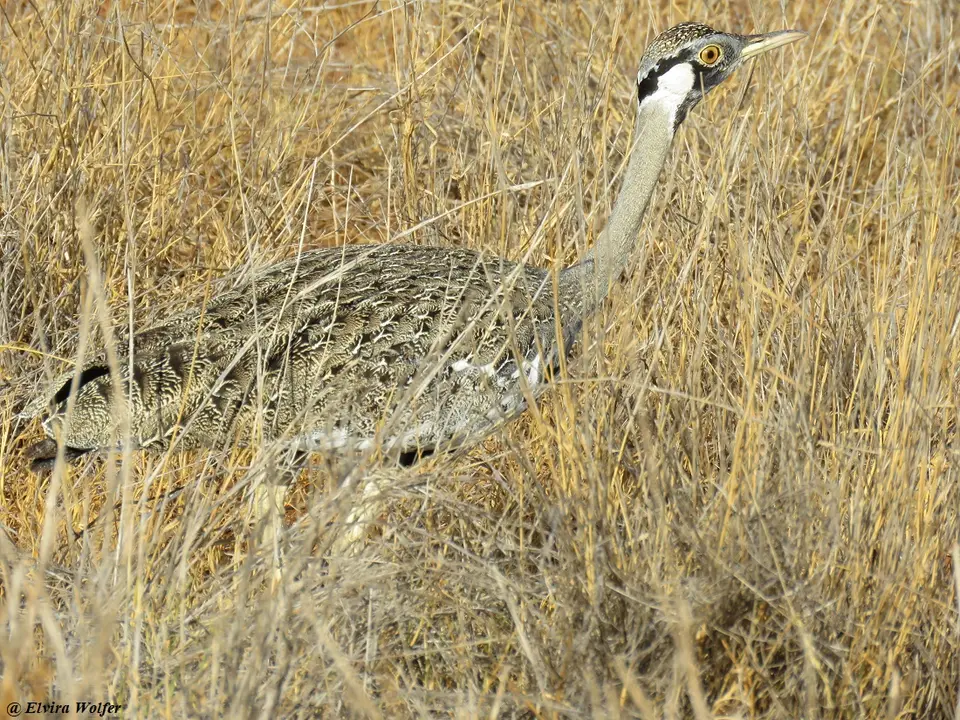 Hartlaub'sBustard2.jpg