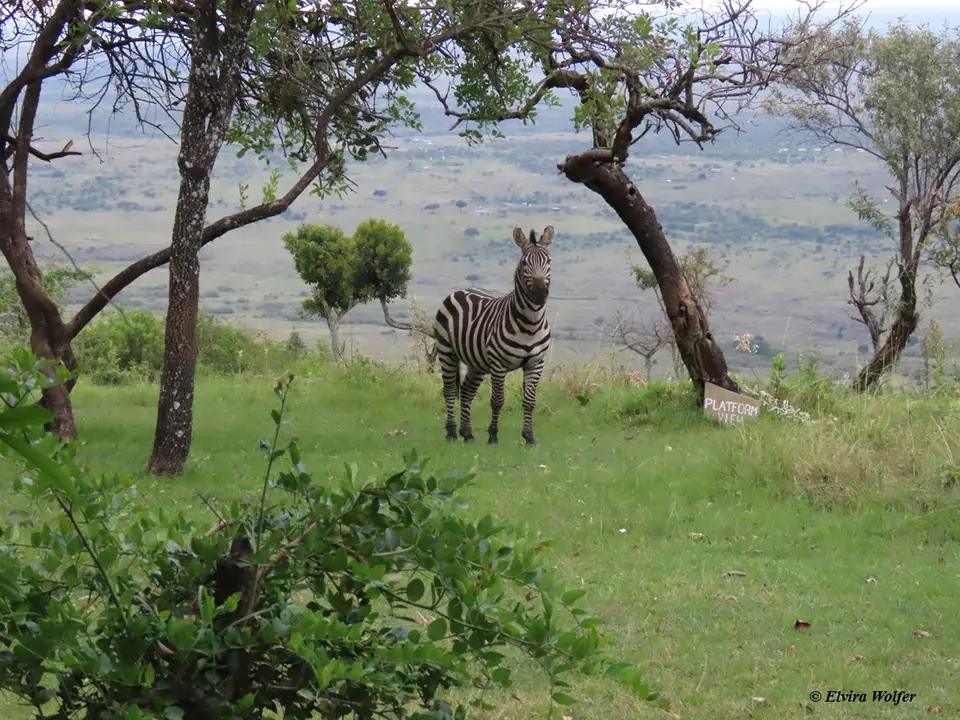 Hauszebra.jpg