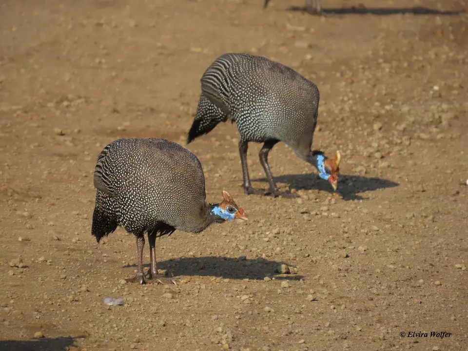 HelmetedGuineafowl.jpg