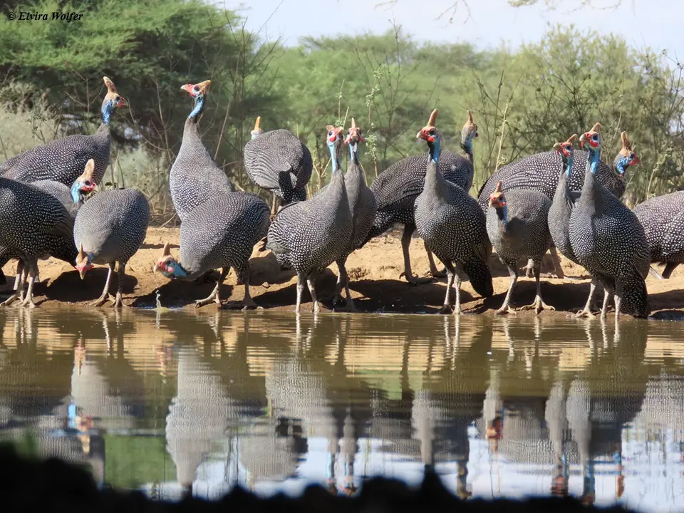 HelmetedGuineafowls2.jpg