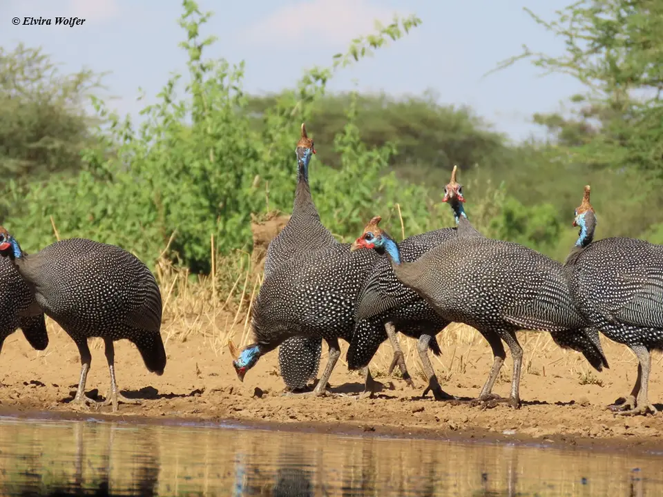 HelmetedGuineafowls3.jpg